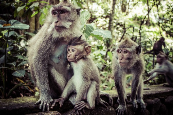 monkey-forest-bali-tour-package-bali-tour-organizer