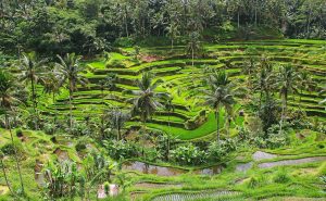 bali tour packages